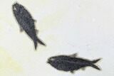 Fossil Fish (Knightia) Plate - Green River Formation #179301-1
